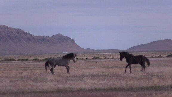 犹他沙漠上的野马