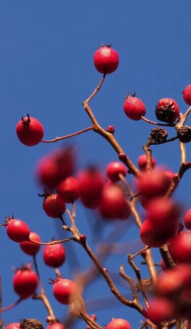 红色的浆果在蓝天的衬托下随风摇曳