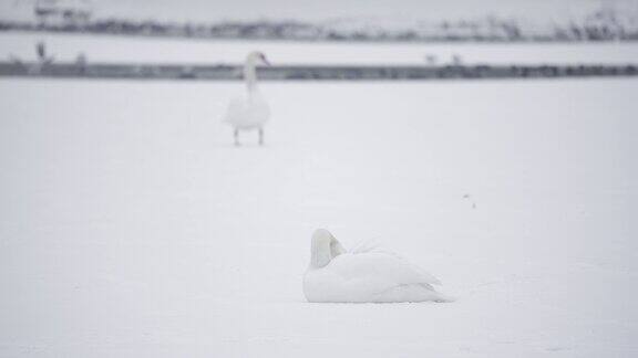两只白天鹅站在结冰的湖面上在背景中鸭子和海鸥在散焦中飞行