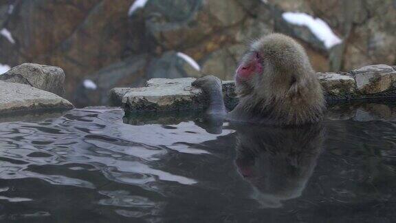 日本著名的雪猴在天然温泉中沐浴的慢镜头