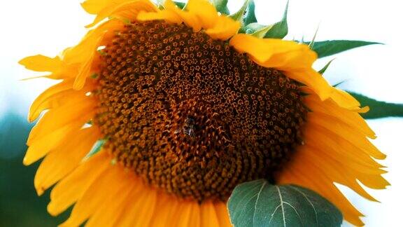 蜜蜂收集向日葵的微距镜头