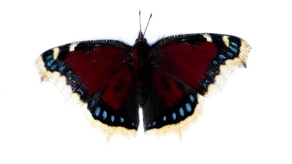 蝴蝶坐在白色的背景上挥动着翅膀