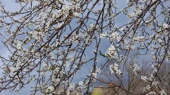 春天的梅花细枝上开着许多白花