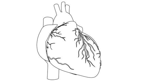 人体心脏跳动解剖动画用黑白画