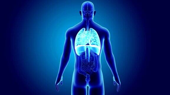 心脏肺和隔膜与器官