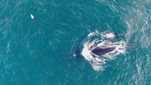 澳大利亚悉尼曼利海滩附近一只母露脊鲸和幼露脊鲸(Eubalaenaaustralis)一起在海面上游泳和吹气令人惊叹的鸟瞰图