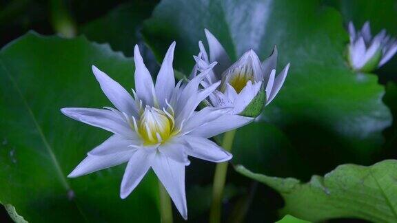 时光流逝白色的睡莲花在池塘里开放睡莲盛开