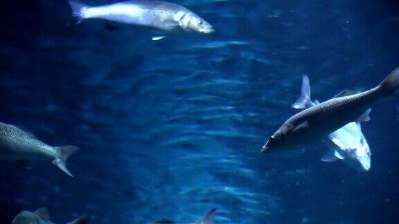 水族馆里的鱼群