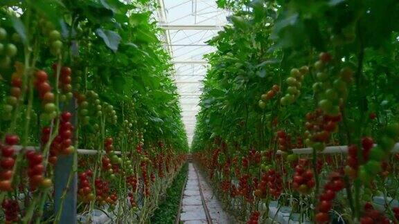 番茄植株栽培过程中提出了大绿阳光种植概念