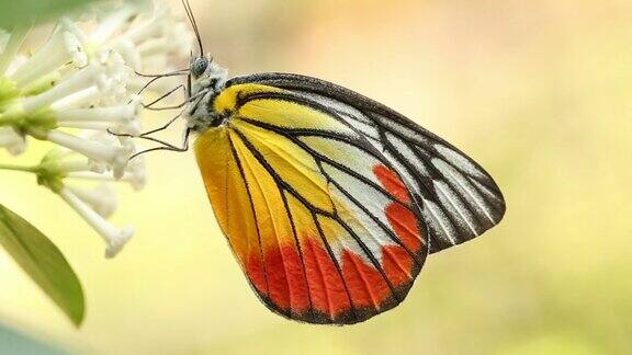 美丽的蝴蝶从花中吸取一些芳香