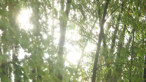 阳光竹树