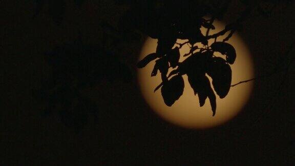 月亮在森林的剪影后面移动