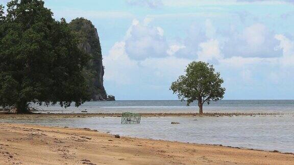 孤独的树在大海在田园诗般的海滩与绿松石水和白沙