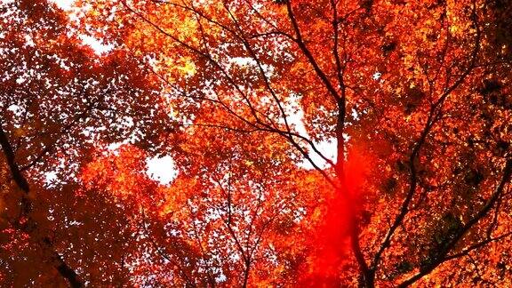 在东京的树林里枫叶慢慢地从秋天的树上飘落下来