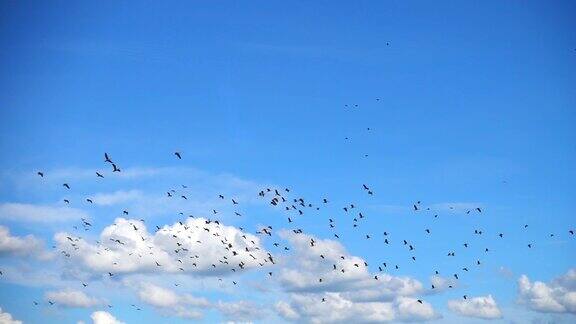 SLOMO-巨大的鸟群与Cloudscape飞行