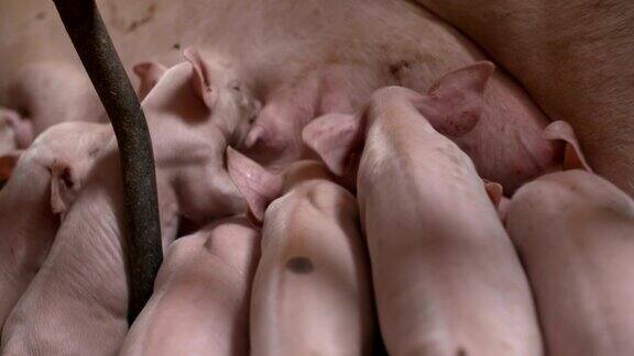 养猪场的猪猪养殖