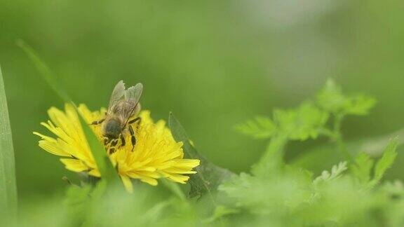 蜜蜂在蒲公英上采花蜜