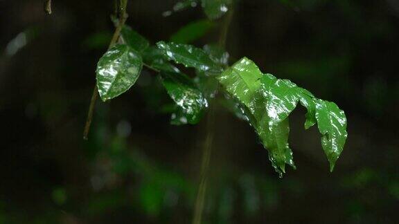雨滴落在绿叶上