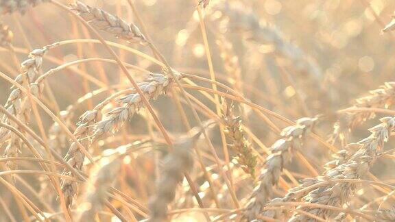 有机金黄成熟小麦穗在田间柔焦特写农业背景
