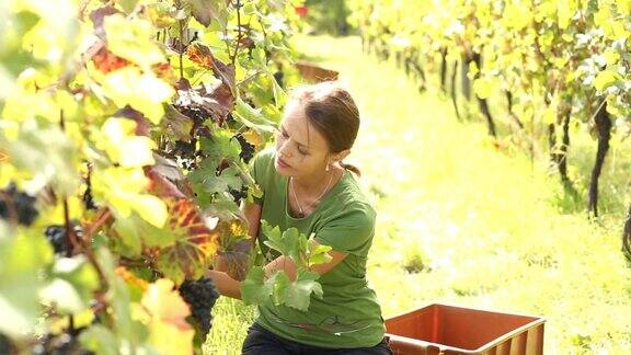 年轻的女子在葡萄园里采摘葡萄