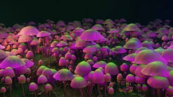 迷幻的魔法蘑菇在森林里跳舞五颜六色的迷幻裸盖菇