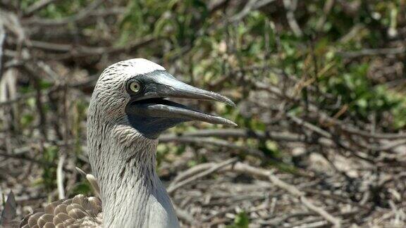 加拉戈斯群岛蓝脚鲣鸟的头部特写