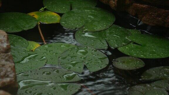 睡莲的叶子在池塘里