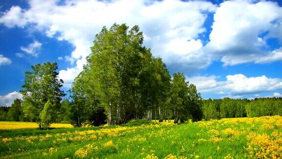 田野上盛开着黄色花朵的夏日风景