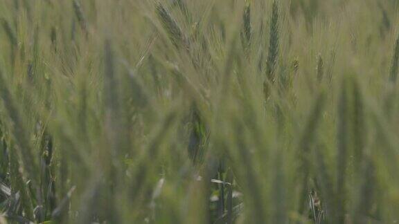 麦田里有小麦小麦穗特写现代农业慢动作100fps宏视频ProRes422未分级C-LOG310位