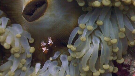 菲律宾野生动物海洋水下的海葵