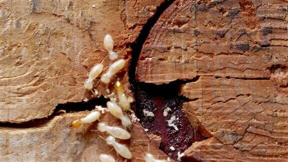 4k近距离拍摄微距白蚁或白蚁在分解的木头上也是木房子的敌人