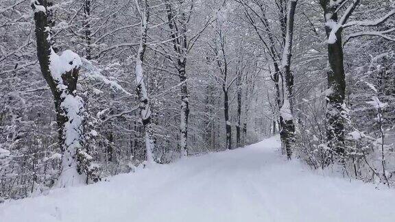 冬天的路穿过森林