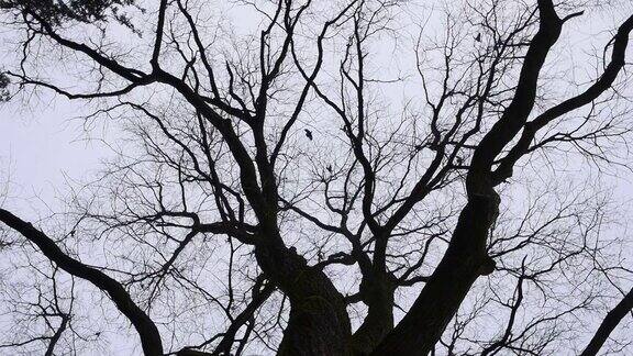 飞过树的乌鸦