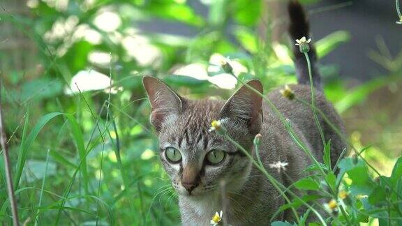 猫在花园里散步