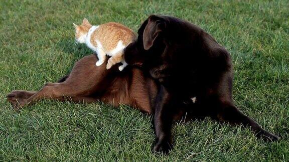 橙色的小猫和一只棕色的拉布拉多犬