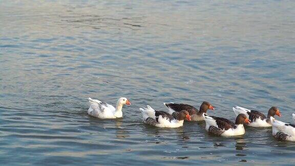 五颜六色的鸭子在湖里游泳