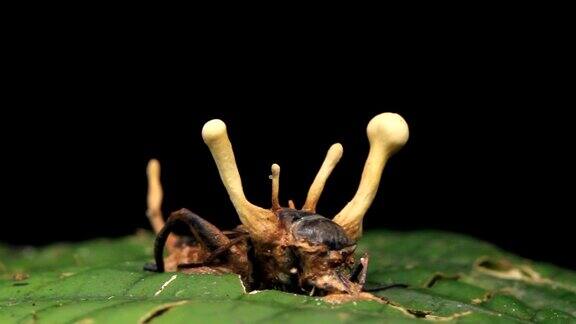 感染蟋蟀的虫草真菌