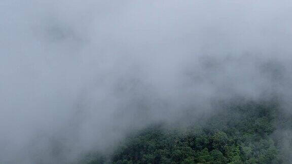 草木、雨林和小山在雾天