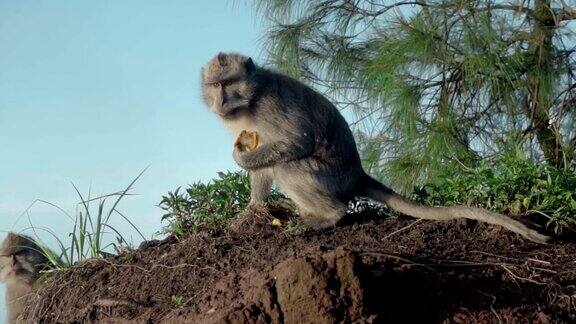 猴子在野外坐在地上吃水果