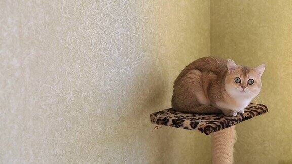 有绿色眼睛的有趣的猫坐在架子上转过头来金色阴影的英国短毛猫