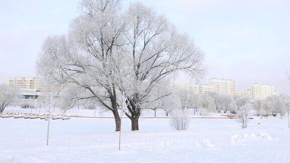 被白雪覆盖的城市公园