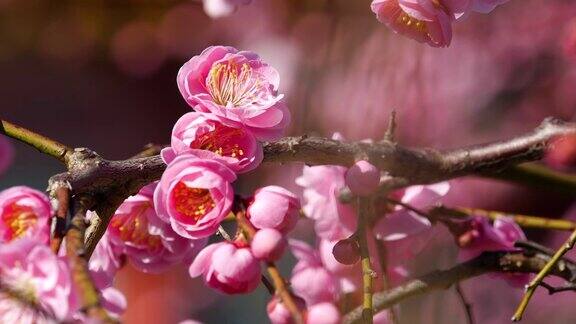 粉色的梅花绽放粉色的梅花