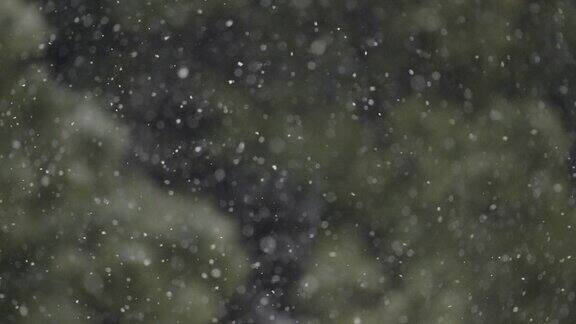 在暴风雪中雪花落在松树上的细节缓慢的运动专注于雪