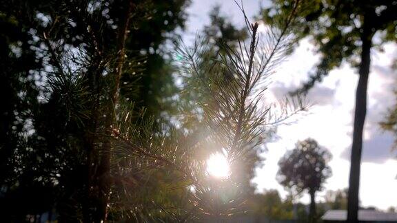 杉木枝云杉和太阳镜头耀斑-自然背景