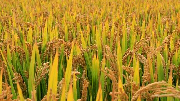成熟的稻谷在秋收季节