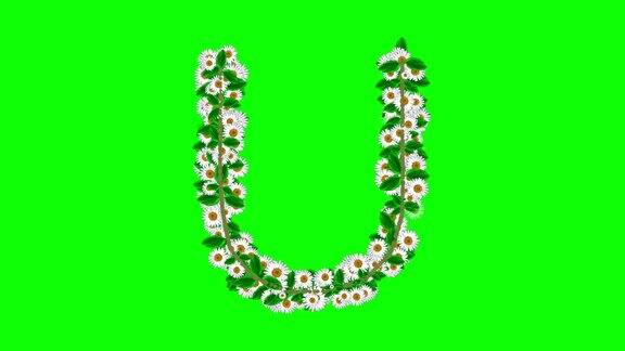 英文字母U与雏菊花在绿色屏幕背景