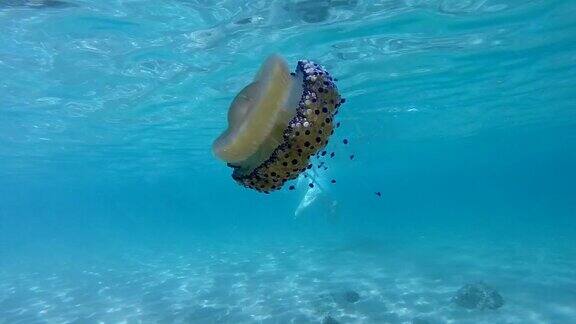 水母在希腊爱琴海漂浮和游泳的慢镜头