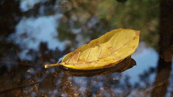 秋叶漂浮在水面上