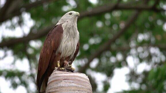 红鹰鸟在树桩上吃东西