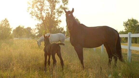 慢镜头:金色日出的牧场上美丽的马一家和小马驹在一起